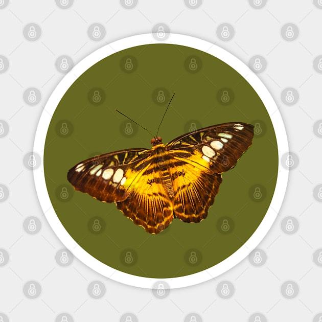 Clipper butterfly Magnet by dalyndigaital2@gmail.com